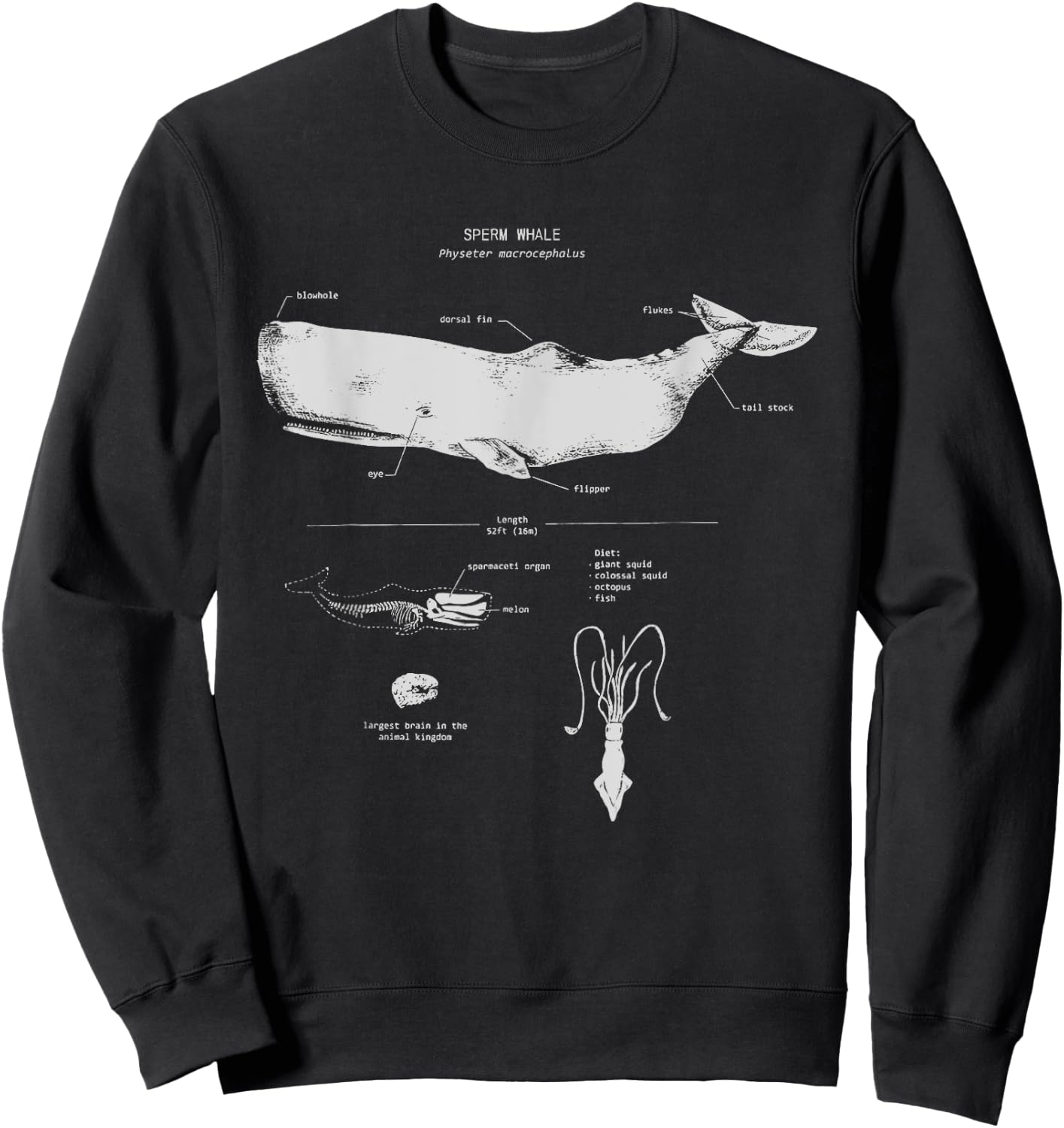 Sperm Whale Anatomy Shark Biology | Marine Biologist Sweatshirt - Sweatshirt | Black
