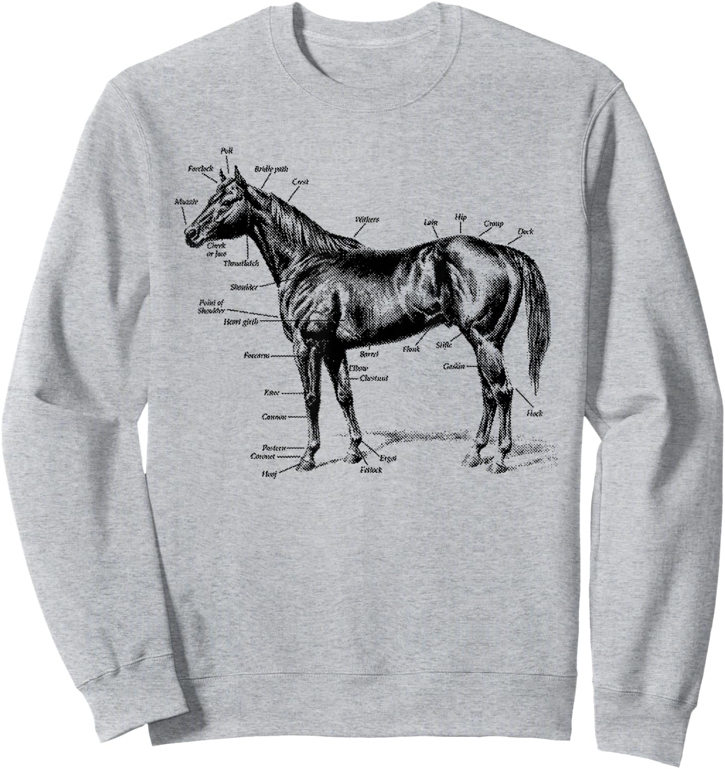 Big Texas Anatomy of a Horse Sweatshirt - Sweatshirt | Ash