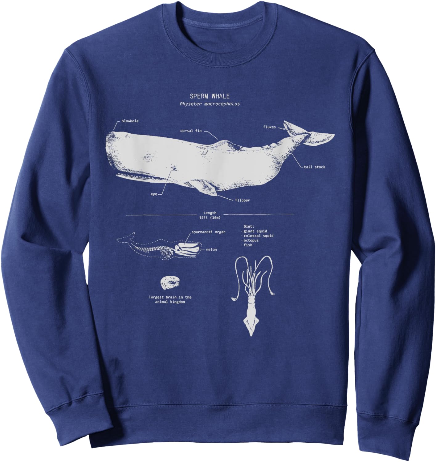 Sperm Whale Anatomy Shark Biology | Marine Biologist Sweatshirt - Sweatshirt | Navy